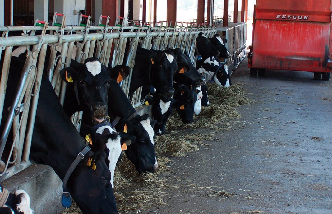 El precio en origen de leche de vaca en España sube 0,31% interanual en julio y se queda en 0,312 euros/litro