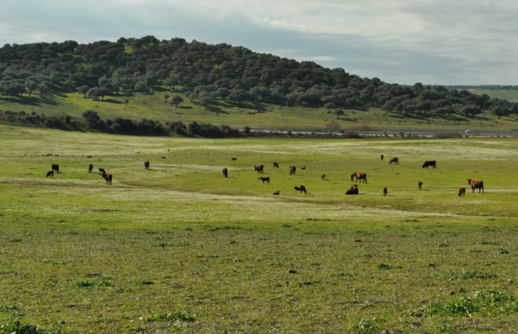 Satisfacción por la decisión de la Junta andaluza de oír a los ganaderos y aprobar el pastoreo en la superficie de barbecho