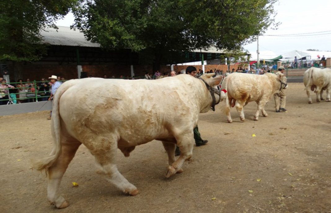Más de 2.000 cabezas de ganado en la Feria Ganadera de Zafra para un negocio de 200 millones de euros