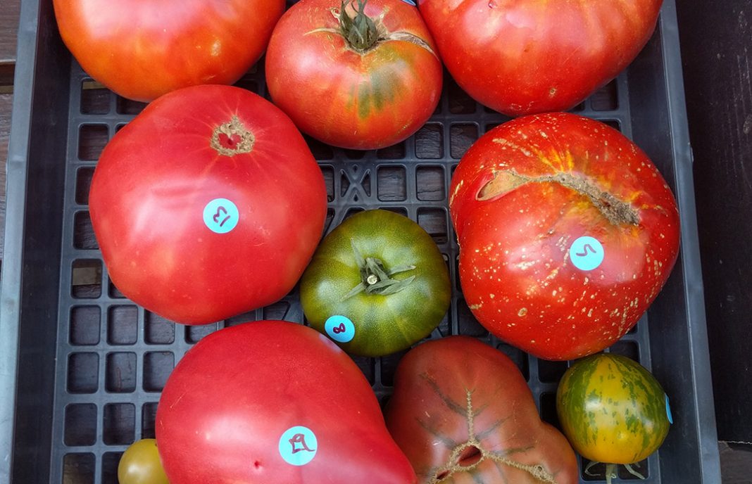 Tomates como los de antes, pero de mucho antes: Llega la IV Feria del Tomate Antiguo de cultivo ecológico