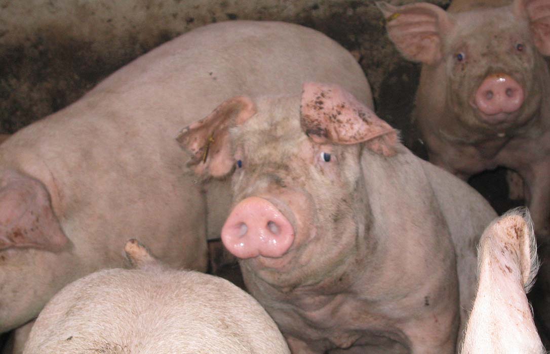 Apoyo a las nuevas granjas de porcino en León, que hará crecer al sector una media del 10%