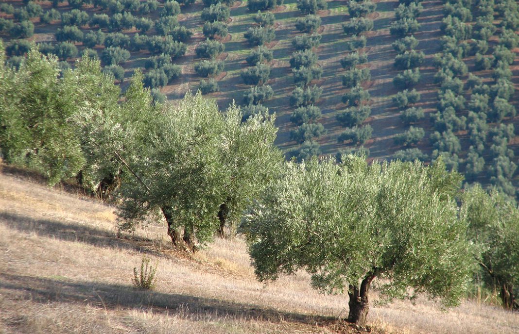 Andalucía ampliará en 4,7 millones de euros las ayudas para zonas agrícolas de montaña o con otras limitaciones