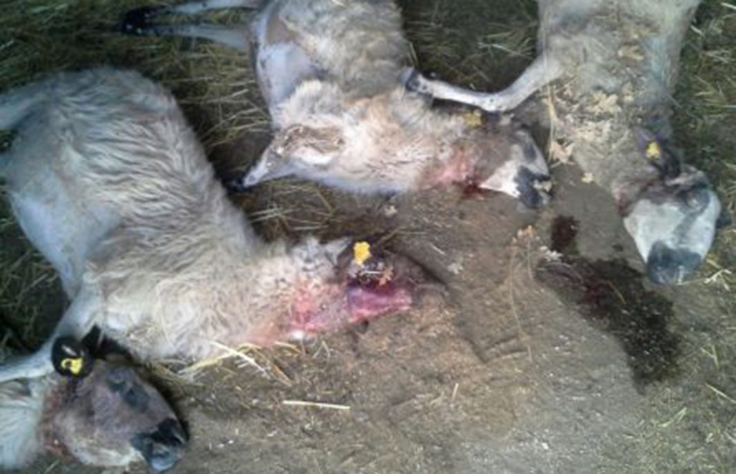Un problema que no cesa: Cuarenta ovejas muertas en 15 días en ataques de lobo en Fresnadillo (Zamora)
