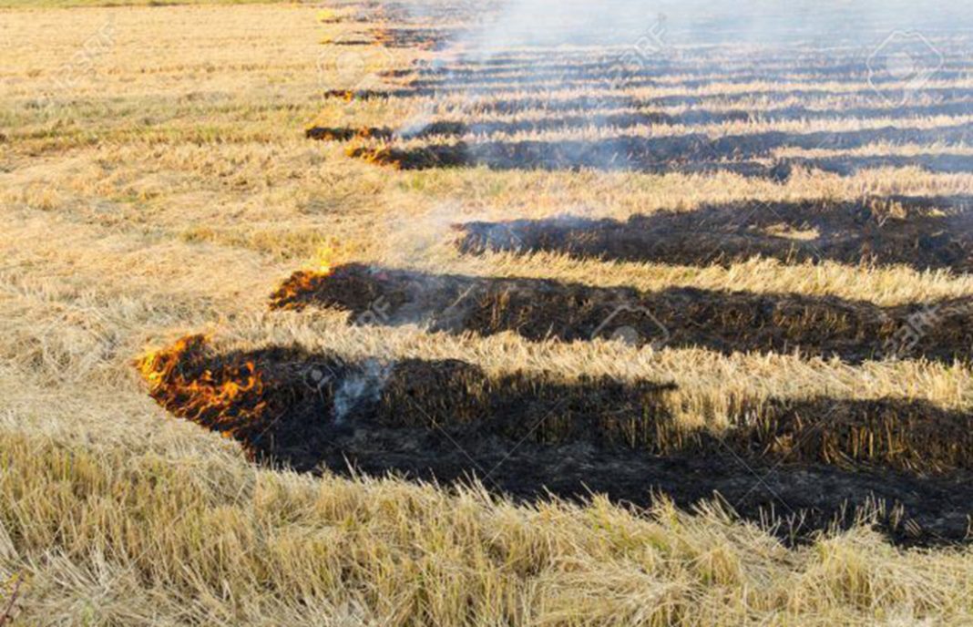 Comunitat Valenciana acepta las quejas del sector y amplía la superficie para la quema de la paja del arroz