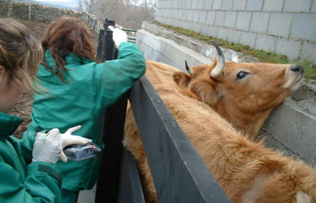 Obligan a sacrificar animales por un resultado dudoso de tuberculosis sin opción a una prueba comparada