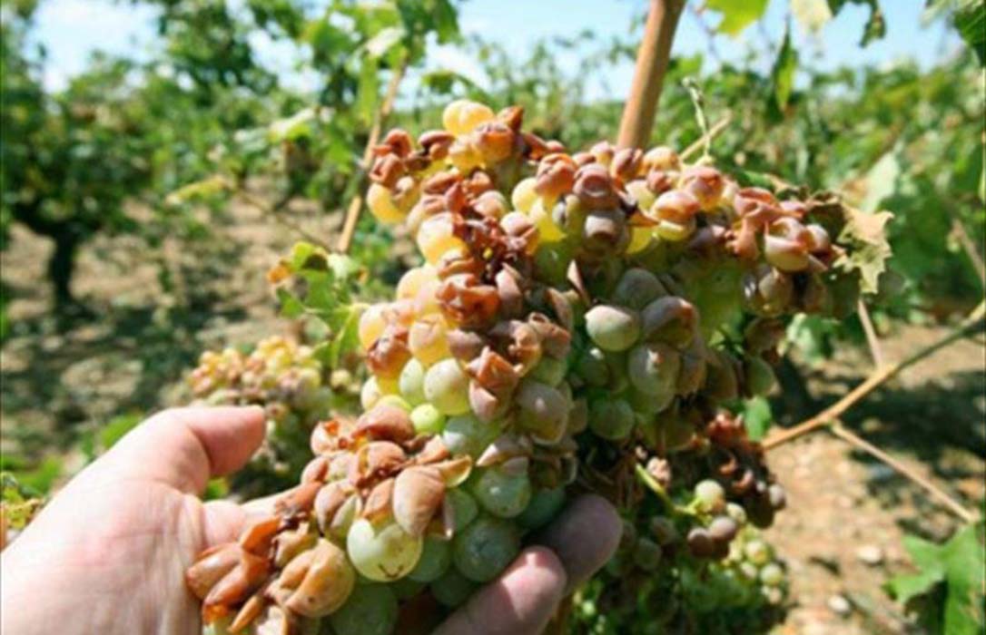 El granizo daña 1.500 hectáreas de cultivos, especialmente en el viñedo, en varias zonas de Utiel