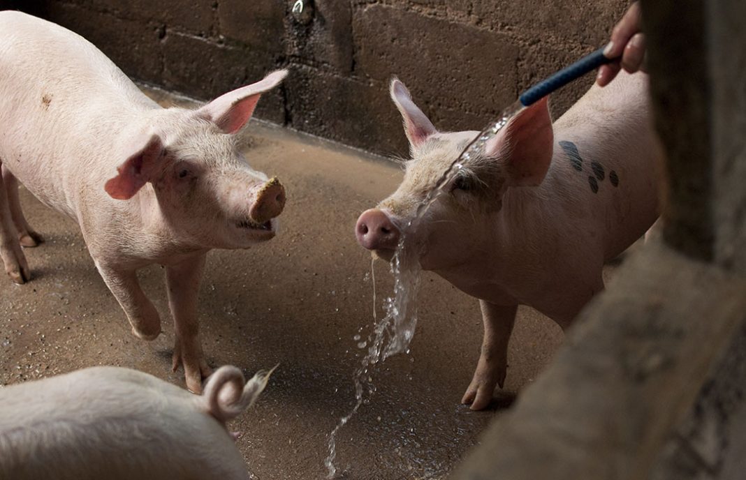 Fiscalía investigará si granjeros de Lorca usan el agua de riego para  dar de beber a sus cerdos