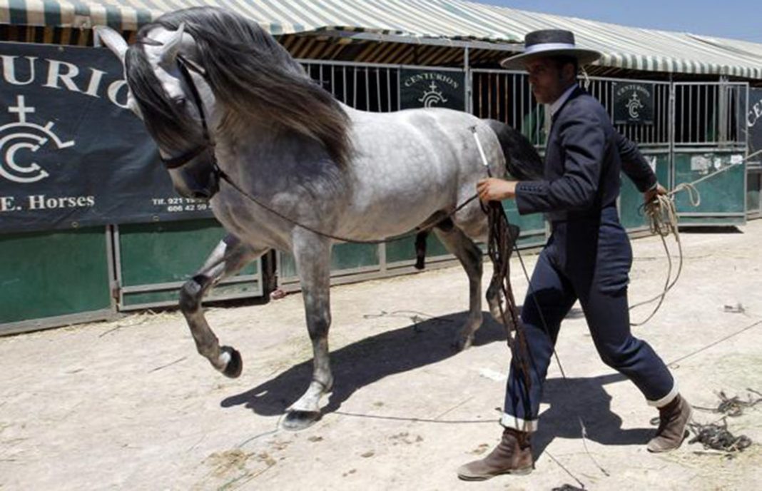Andalucía lidera el censo nacional de caballos de pura raza, con más de 78.000 ejemplares