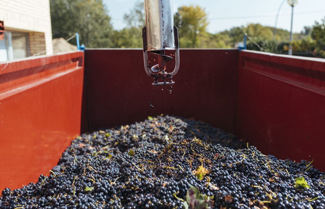 Primer varapalo a los precios de la uva: Grupo Rioja pide moderación en las operaciones