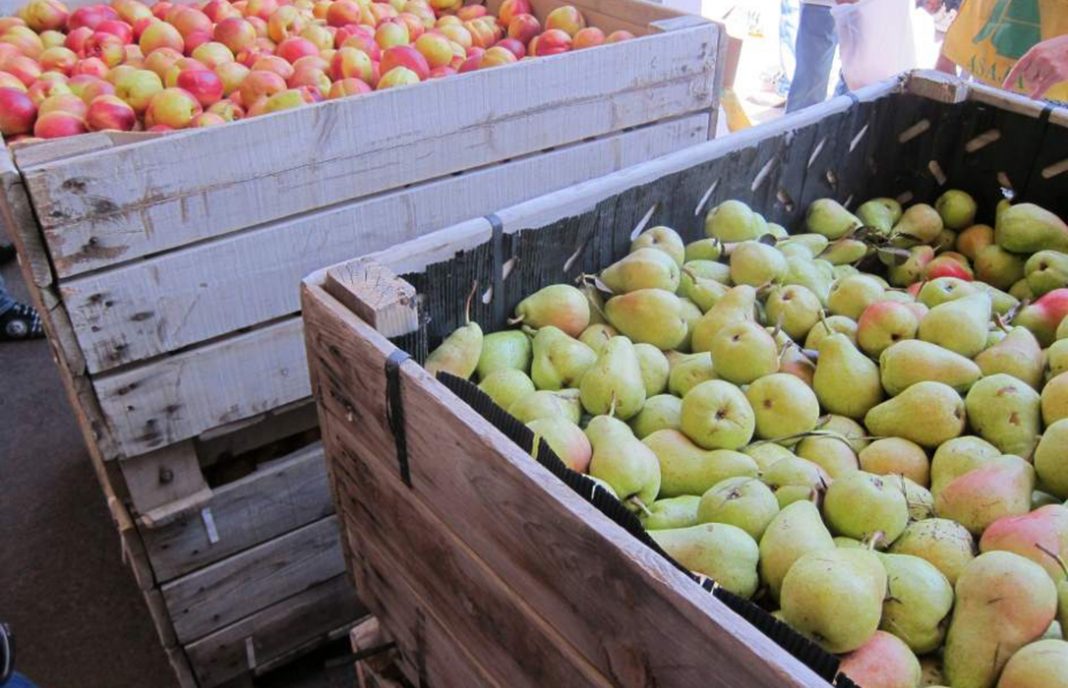 Plantean la creación de una Interprofesional de fruta dulce como solución a la crisis del sector