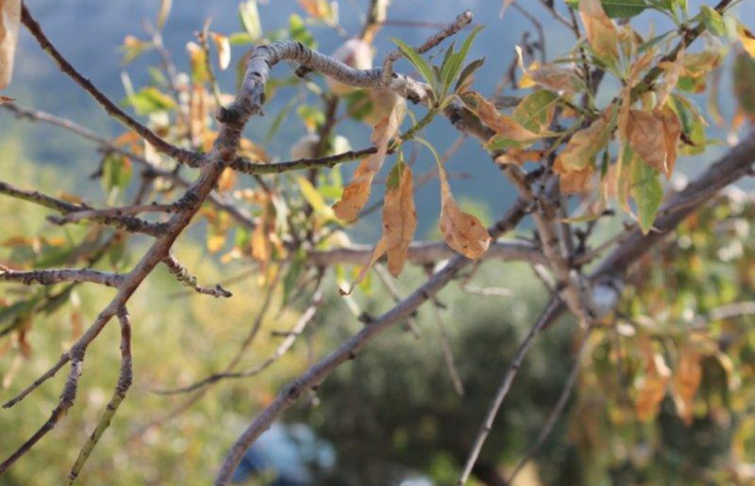 Una propuesta innovadora logra recuperar los olivos afectados por la xylella en Italia