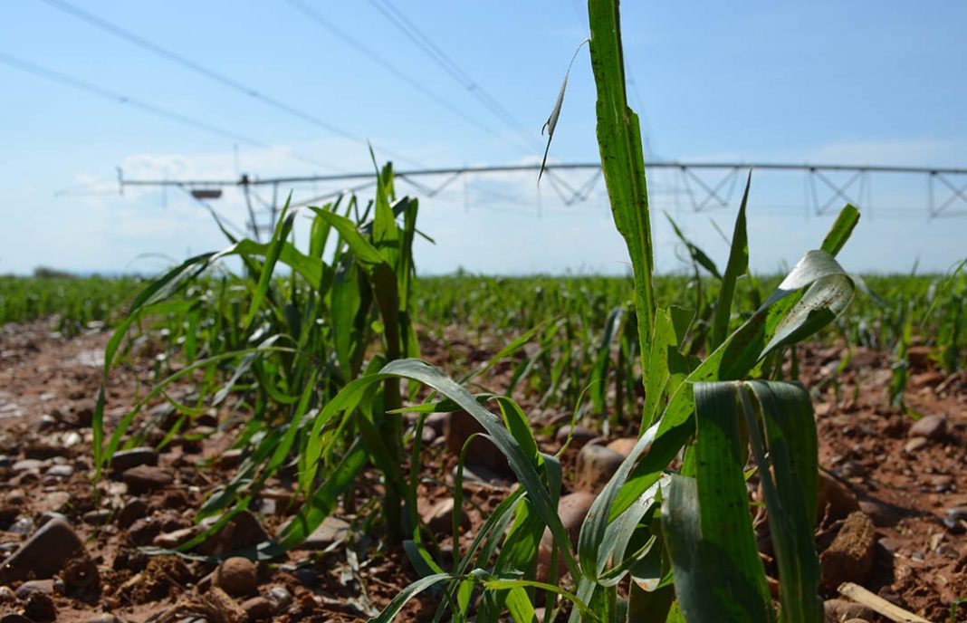 El nuevo Plan de Seguros Agrarios Combinados prevé un aumento de coberturas y entrada de nuevos riesgos