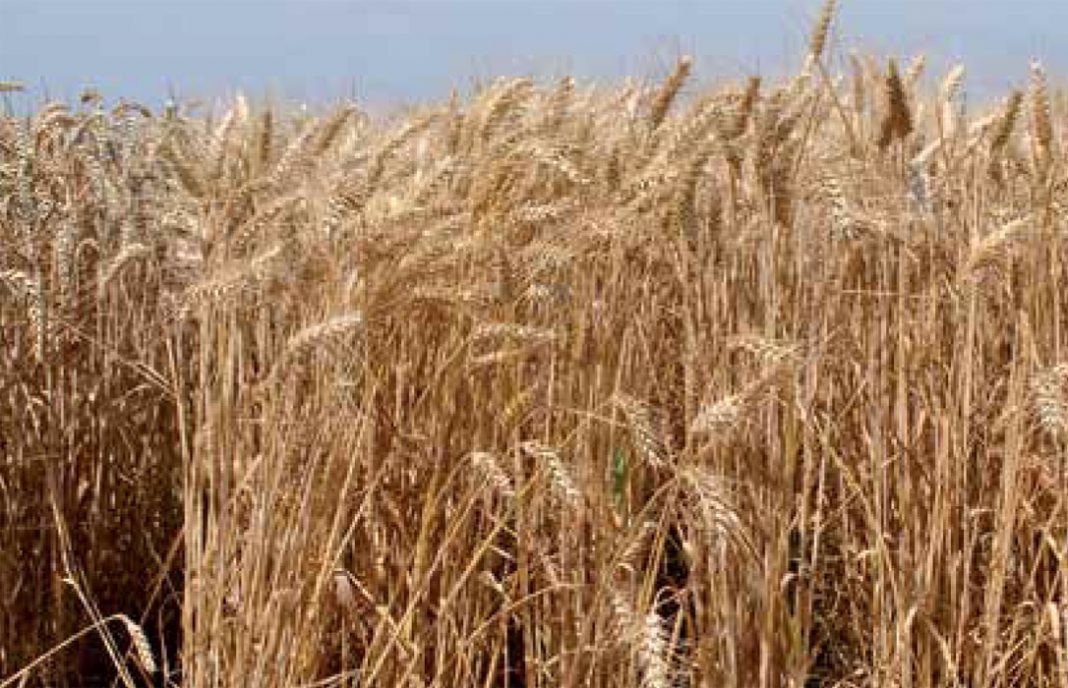 Sin novedades en los mercados mayoristas de cereales, con la cebada y trigo blando al alza de nuevo