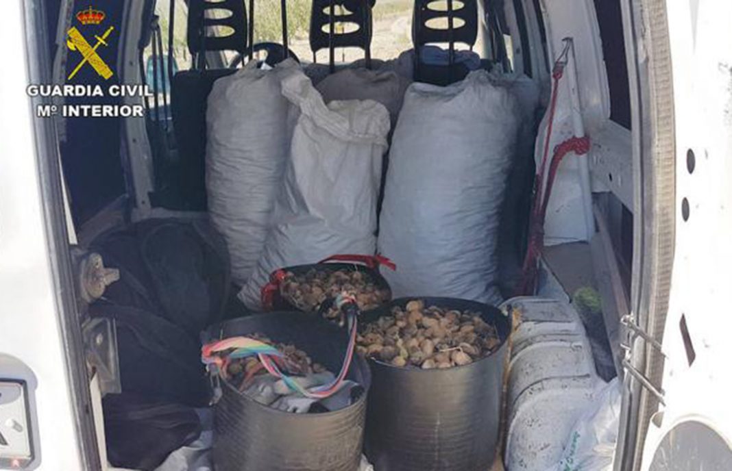 Desmantelado un grupo organizado búlgaro acusado del robo de más de dos toneladas de almendra