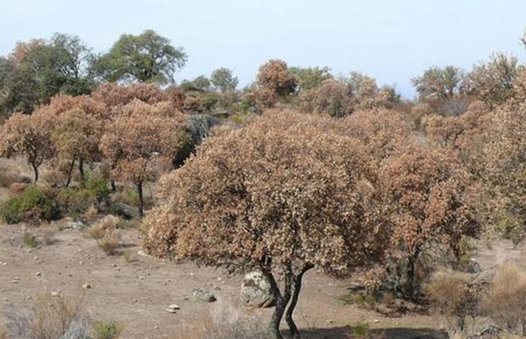 Andalucía trabaja en varios proyectos para la prevención de la seca del encinar en la dehesa andaluza