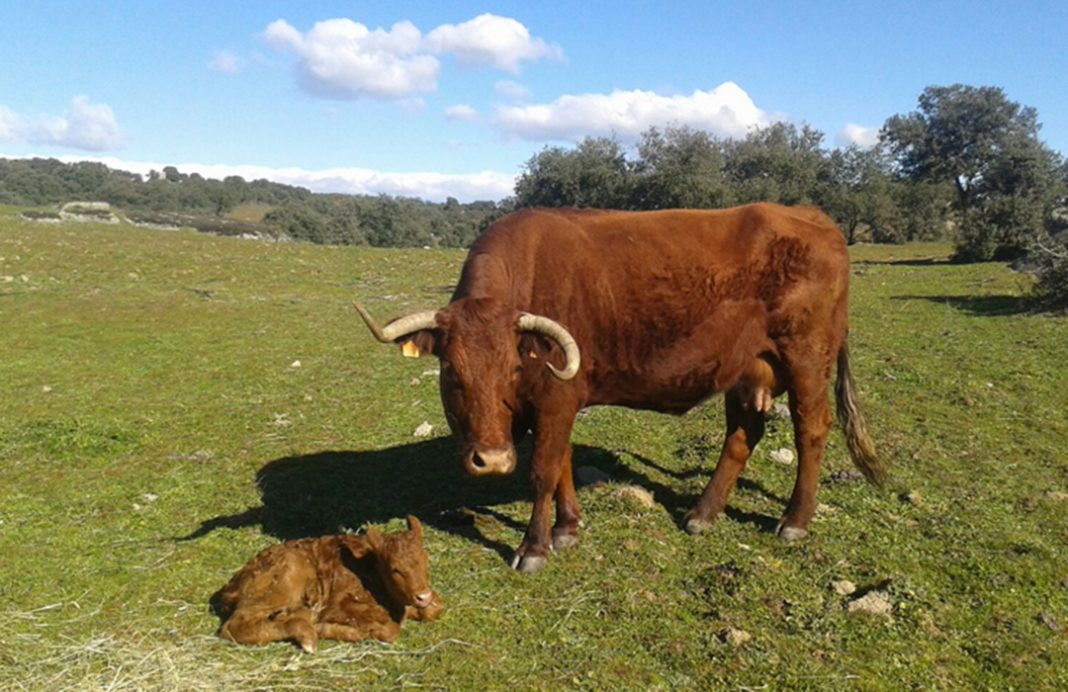 Andalucía inicia un segundo pago del anticipo de la PAC para los ganaderos, incluyendo la vaca nodriza y el vacuno de leche
