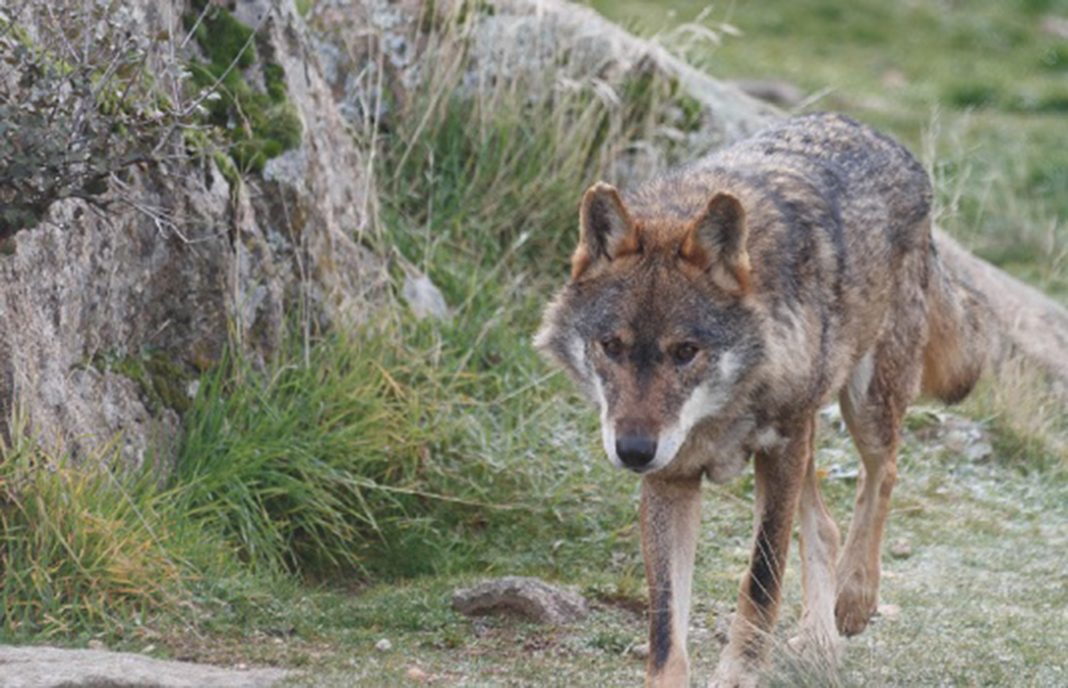 Otras consecuecias de los incendios gallegos: Temen más ataques de lobos al perder sus territorios de caza