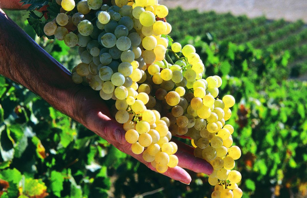 El sector del vinagre muestra su preocupación ante la escalada de los precios del vino