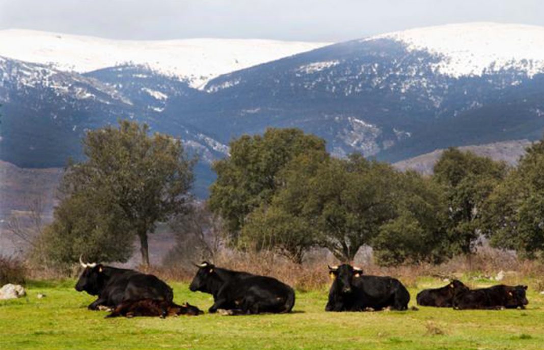 Denuncian que agricultores y ganaderos de Madrid se vuelven a quedar atrás en el cobro de las ayudas de la PAC