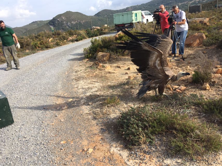 Andalucía libera siete ejemplares de buitres leonados en el muladar de El Picacho heridos en su viaje migratorio