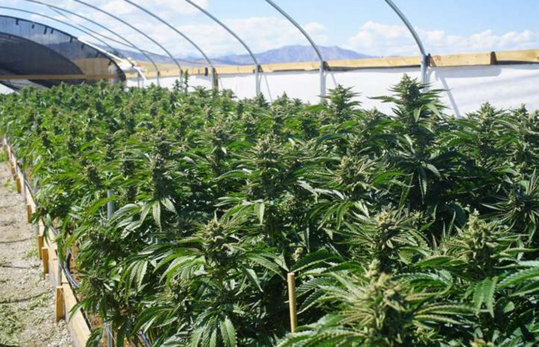 Certificación a las buenas prácticas agrícolas al cultivo de cannabis cordobés