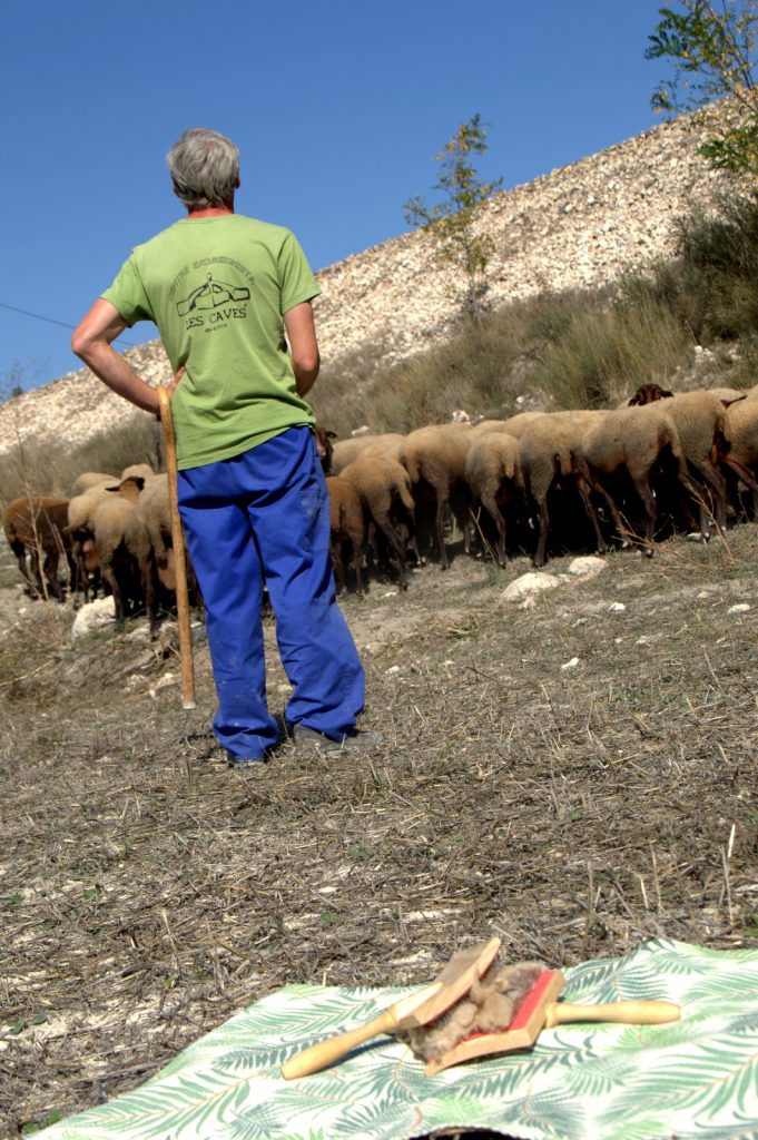 Esquellana, el proyecto de recuperación de lana valenciana a través de su oveja autóctona