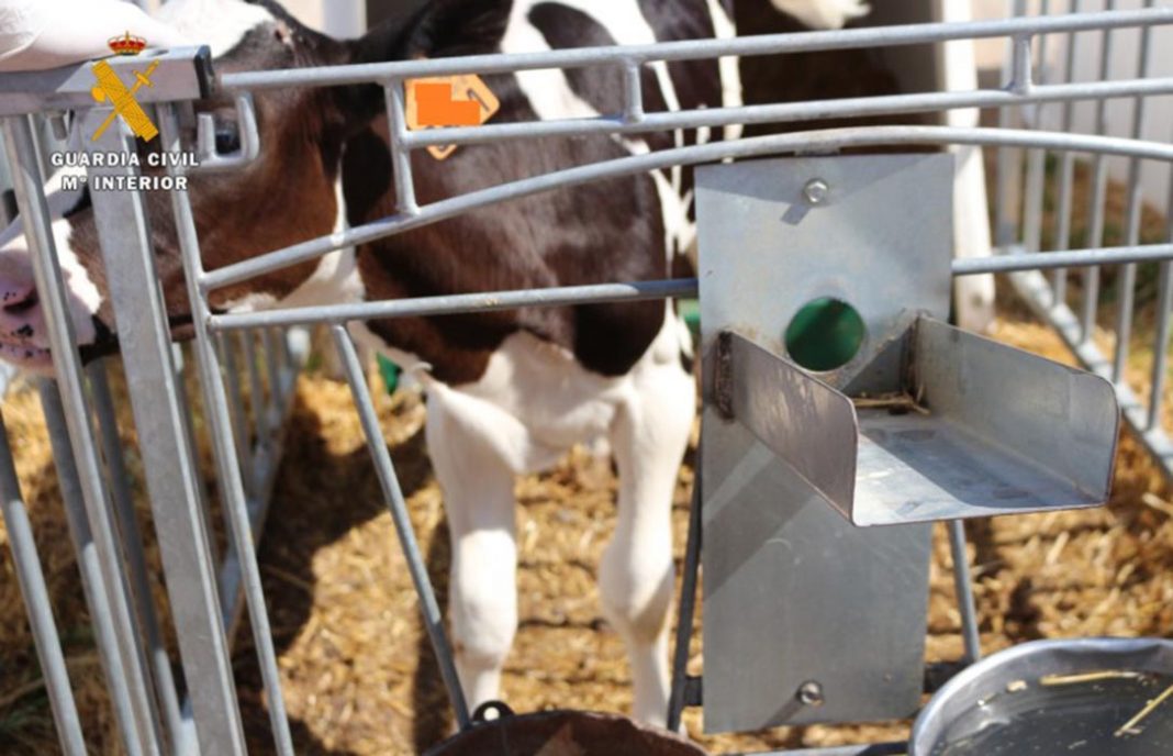 Desarticulado un grupo que habría mutilado cuernos y rabos de unas 7.000 vacas recién nacidas en Navarra