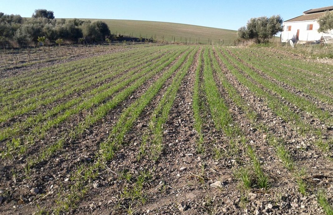 Daños de la sequía: La nascencia del trigo de secano se complica y ya se mira cambiar al regadío