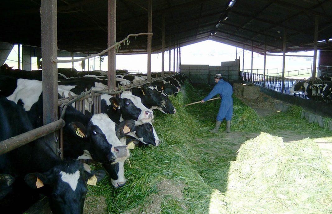 El precio en origen de la leche de vaca remonta en España a niveles de marzo 2015