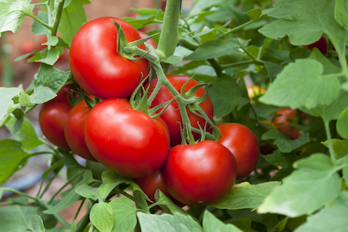 Operación Polinizador: alimento y refugio en cultivos de tomate para fomentar la biodiversidad