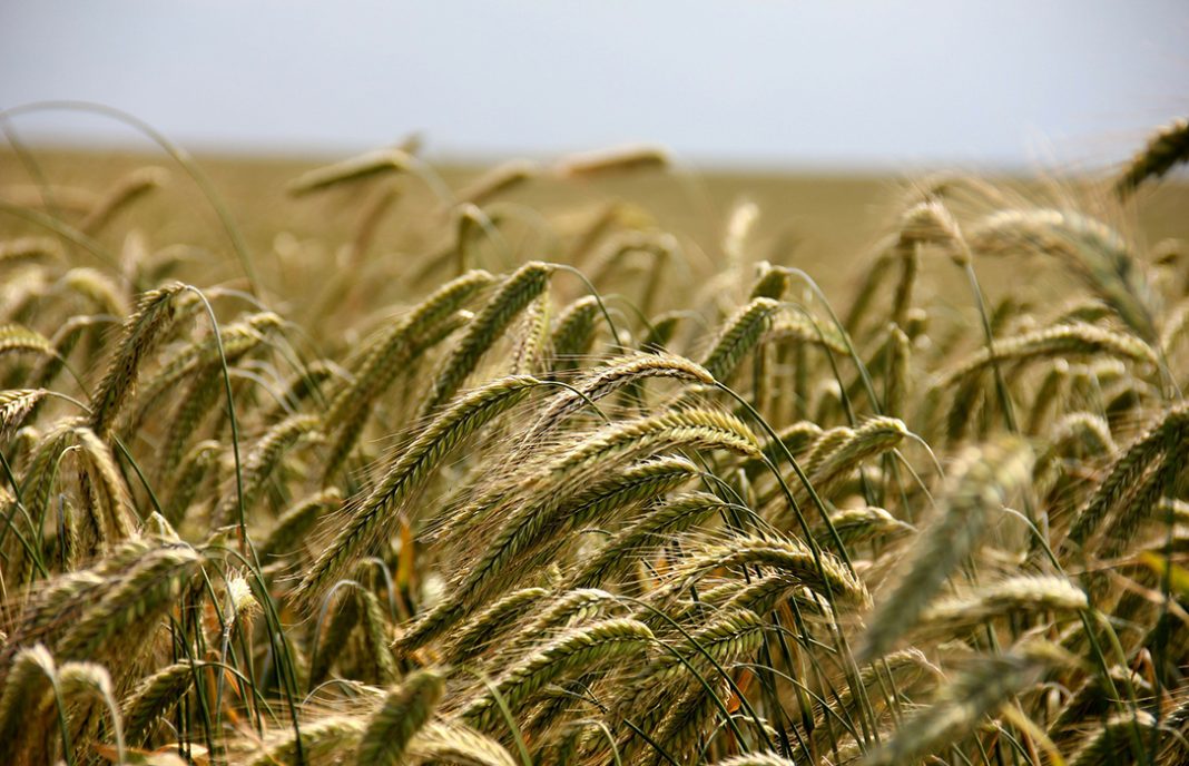 Castilla y León ha sido la autonomía con peores rendimientos del trigo por culpa de la sequía
