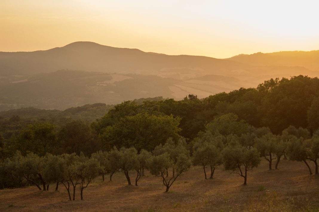 Renta agraria: aumento del 11,2%  en Andalucía gracias al aceite de oliva