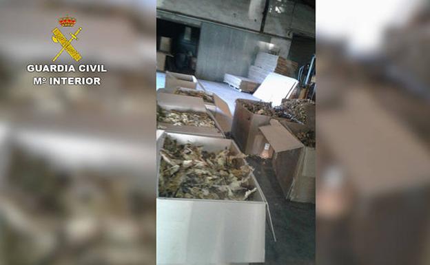 La Guardia Civil decomisa 250 toneladas de hoja de tabaco e interviene 18.000 kg de piñas