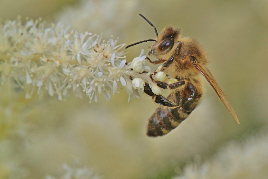 Campaña catastrófica para la miel y el polen con pérdidas del 50% y 60%