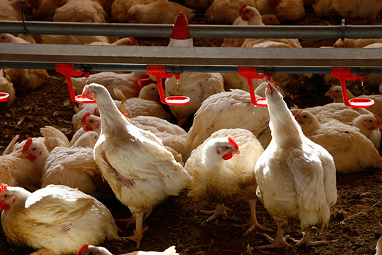 Preocupados por la producción de pollo en Murcia con la desaparición del Grupo SADA