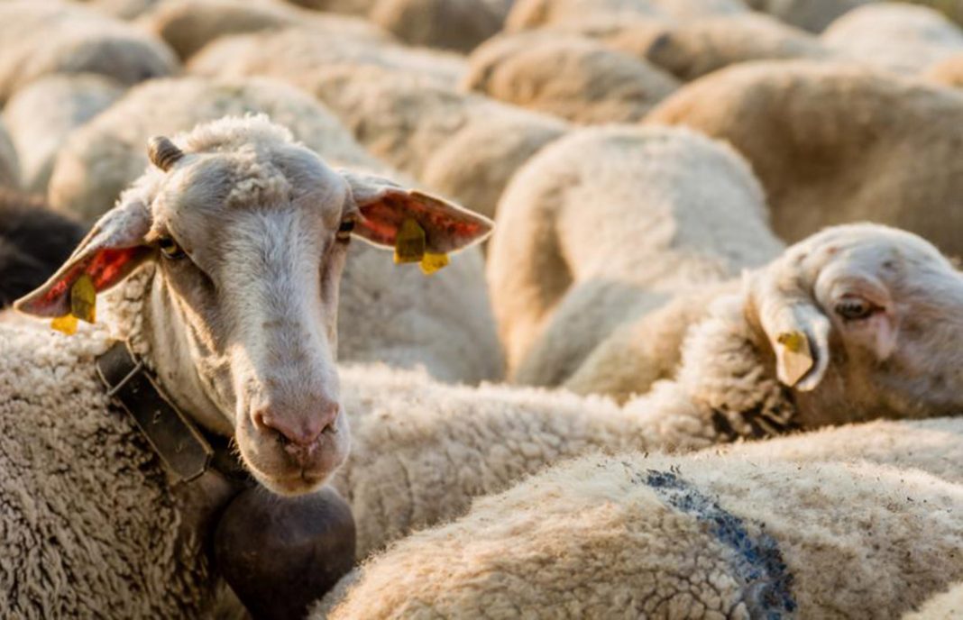 El 25% de las explotaciones de ovino de leche puede desaparecer en 2018 por la presión de la industria
