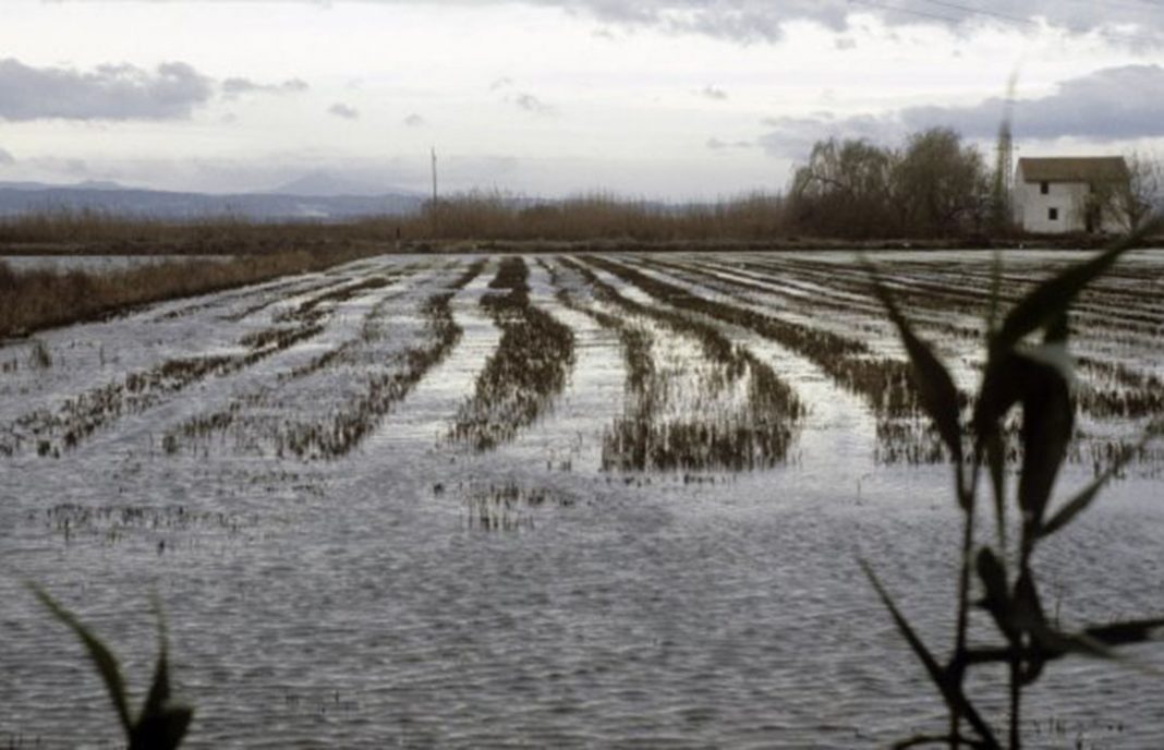 Los arroceros insta a la UE a establecer un límite a la entra de arroz de terceros países