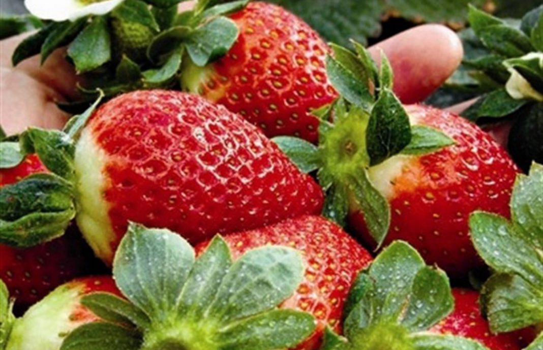 La campaña fresa y berries de Huelva dará empleo a unas 80.000 personas hasta junio