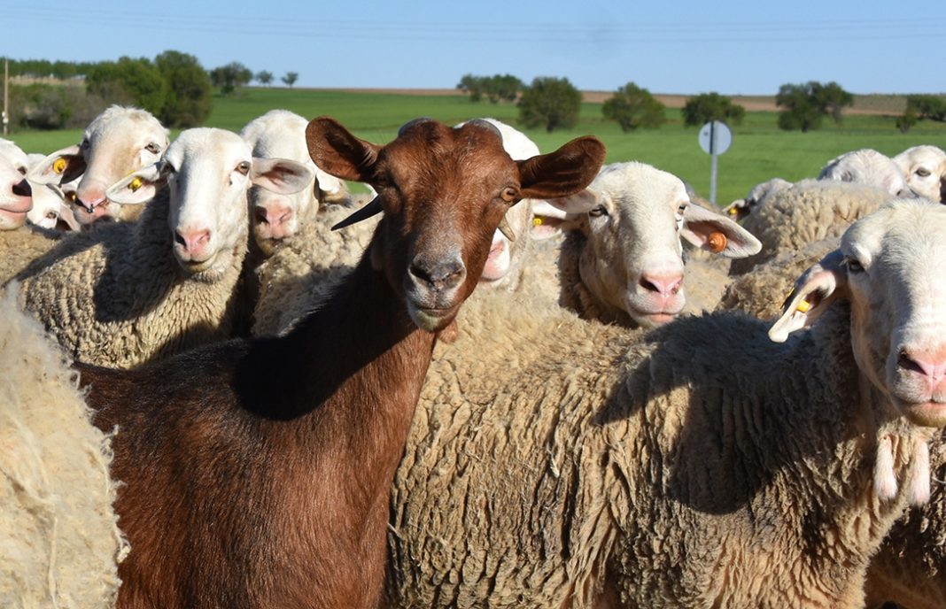 Investigan la relación entre casos de Creutzfeld Jackob esporádicos y las enfermedades priónicas de cabras y ovejas