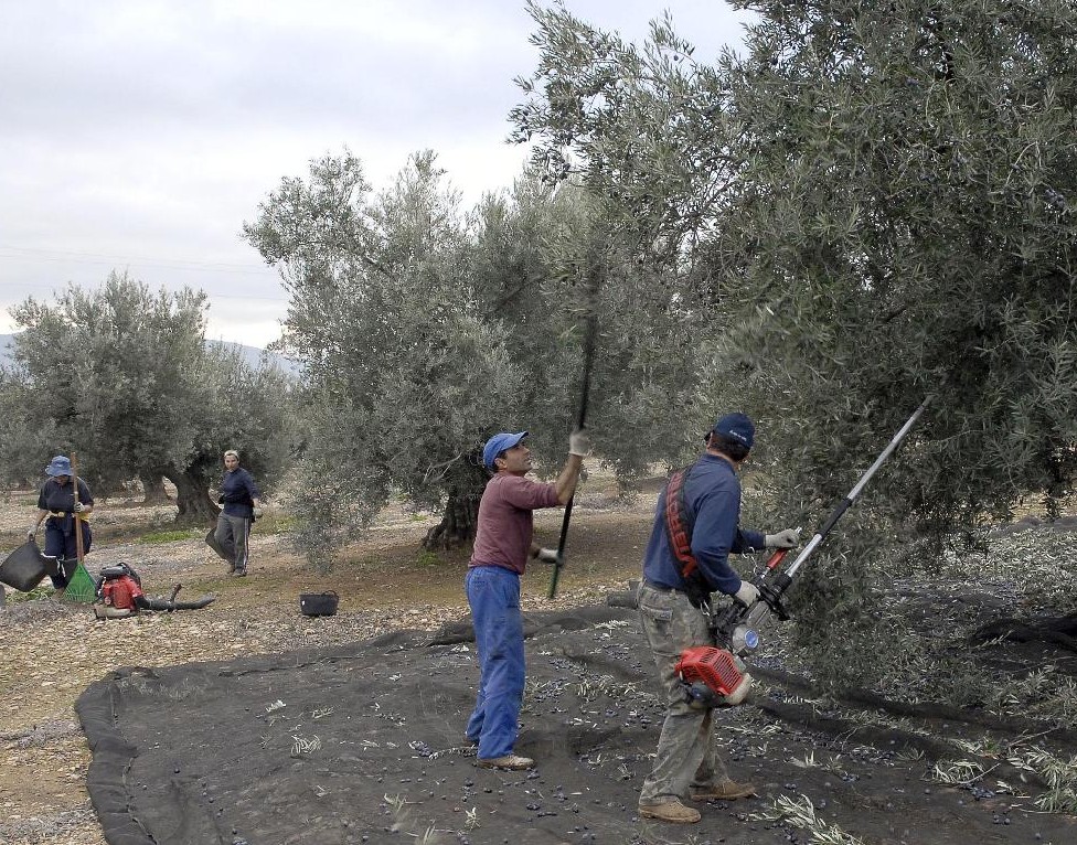 Campaña para que los trabajadores de la aceituna en Jaén puedan trabajar luego en la de frutos rojos en Huelva
