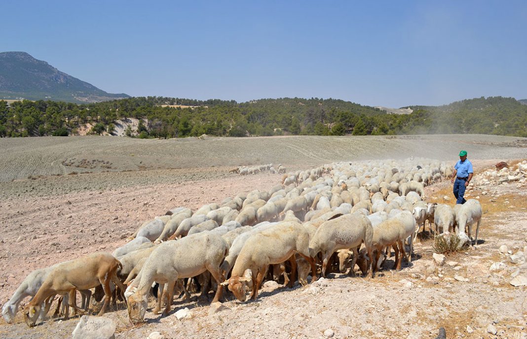 Reclaman medidas para paliar los daños de la sequía en la ganadería extensiva andaluza