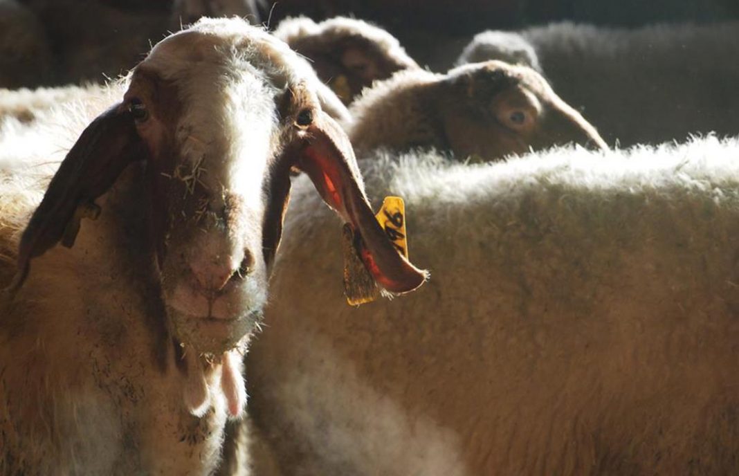 Los ganaderos de CyL se movilizarán para exigir mejores precios para la leche de ovino