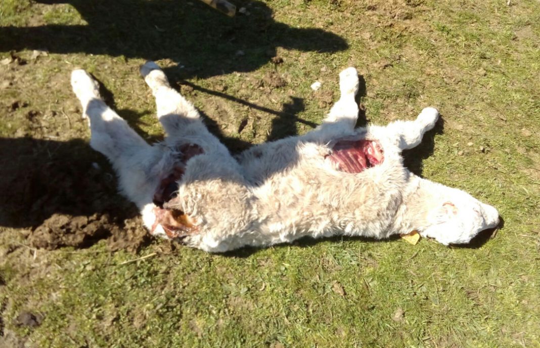 El Valle del Corneja (Ávila) registra seis ataques de lobos en un mes con seis animales muertos