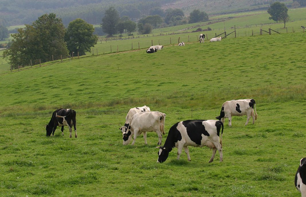El optimismo de la Xunta con la subida del precio de la leche choca con el realismo de los ganaderos