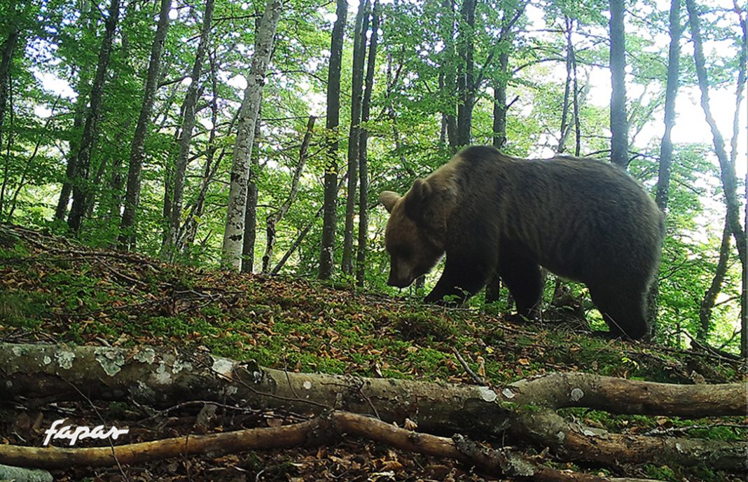 Cantabria reconoce que lleva desde noviembre intentando capturar a un oso herido sin lograrlo