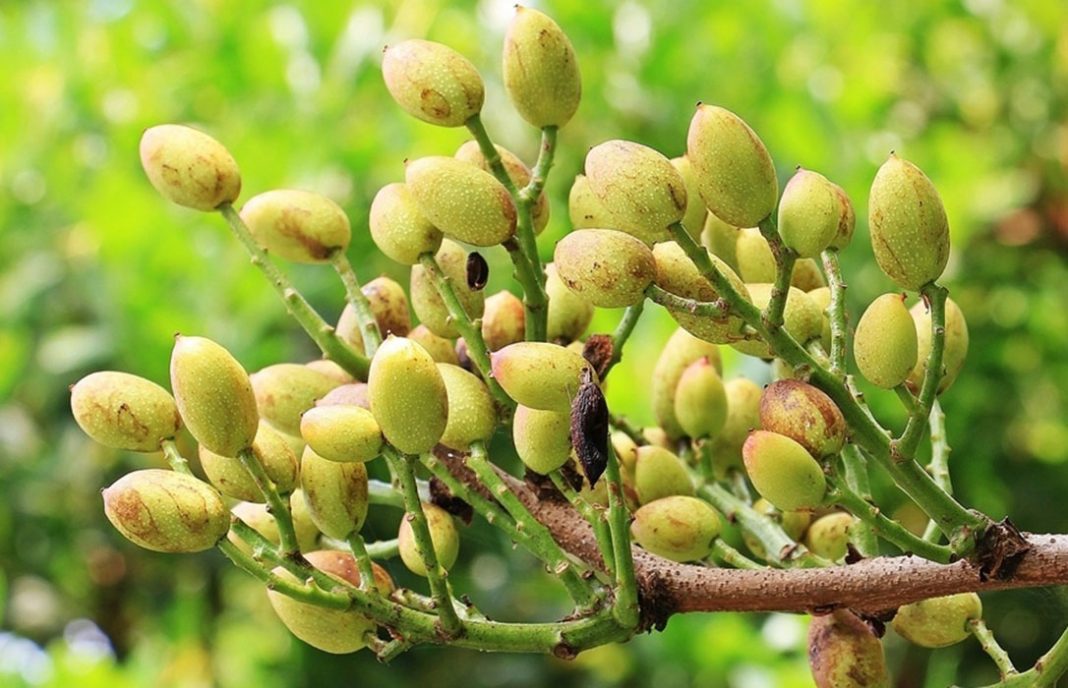 Los pistachos se convierten en el nuevo cultivo refugio, al triplicar su superficie en Cuenca