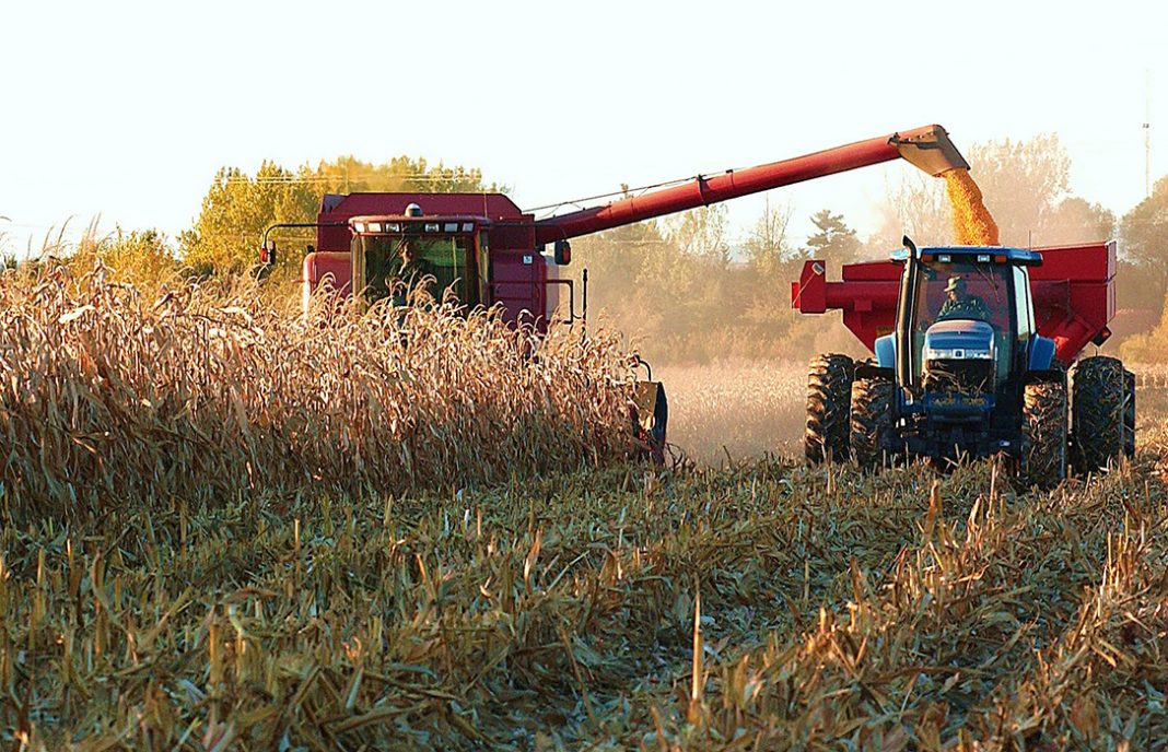 Los precios medios de los cereales registran una leve subida al alza salvo el trigo blando