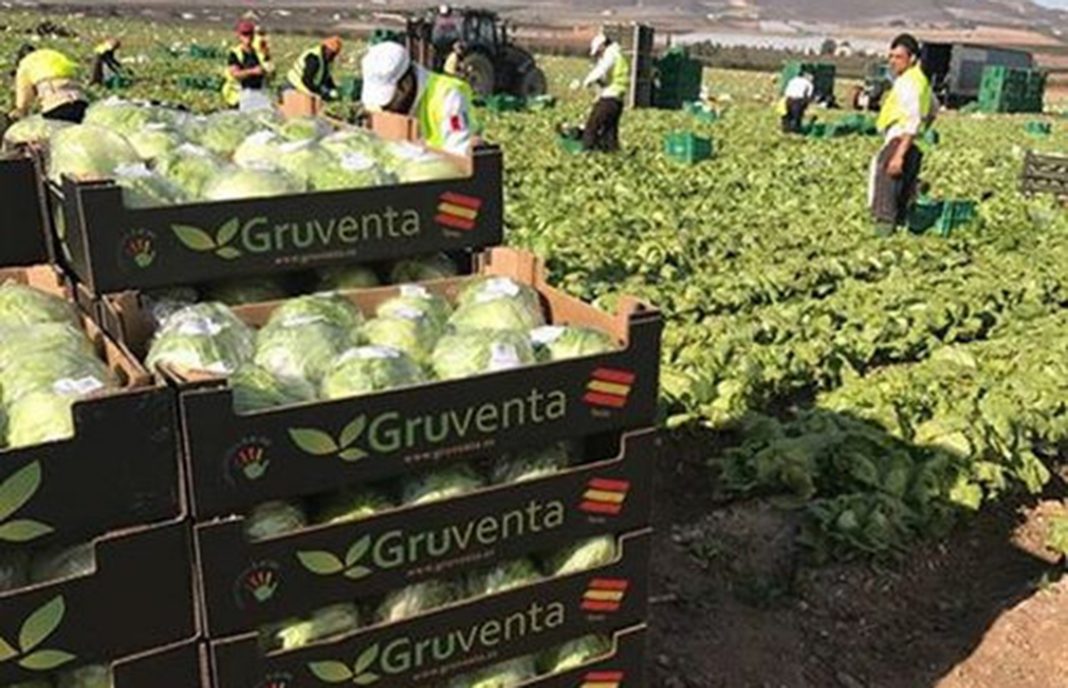 Gruventa espera que 2018 traiga más rentabilidad y dinamismo comercial al sector hortofrutícola