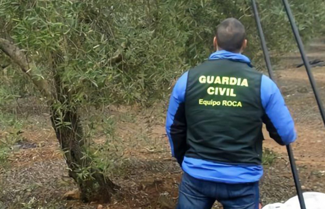 Detenidos por robos de aceitunas: Con solo 60 olivos había vendido 20.413 kilos en almazaras