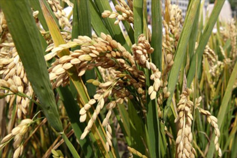 Agricultores califican a la Consejería de kamikaze y reclaman que se convoquen las ayudas para el arroz y otros cultivos